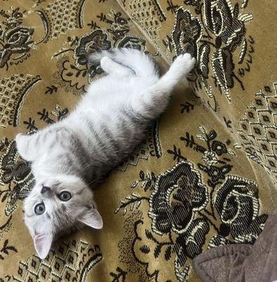 кошка scottish staight
