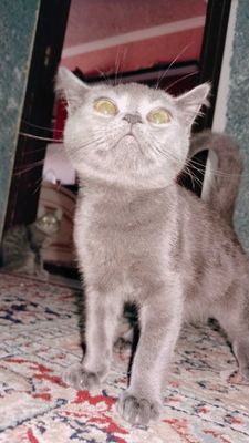 Срочно продаются породистые котята