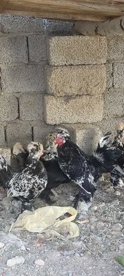 Yapon tovuqlar sotiladi hammasi tuhumda
