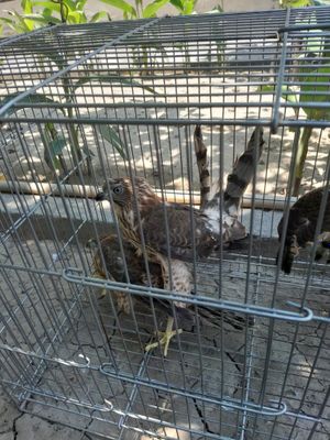 Kopchik bolalari sotiladi