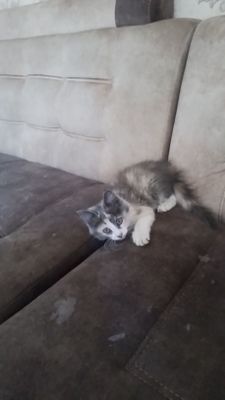 Котёнок мейн кун