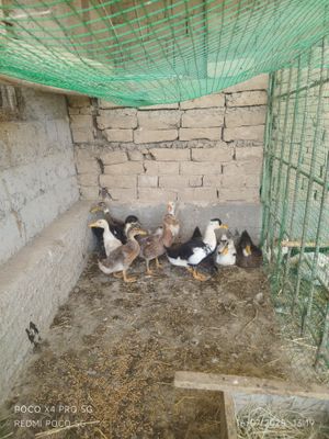 3 oylik Oʻrdakchalar sotiladi