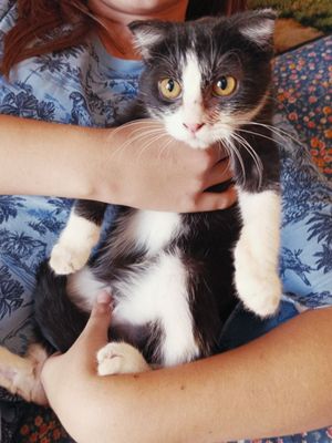 кошки в добрые руки