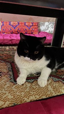 Шотландский кот,