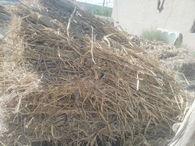 Чорва моллар учун 1000 бог култа Говуш сотилади, 4000 минг сўмдан