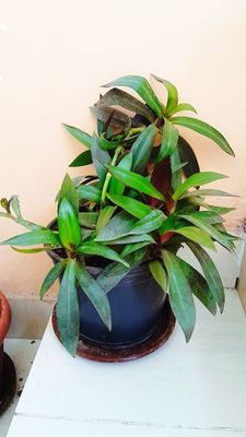 xonaki gul