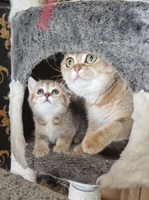 Шотландские котята