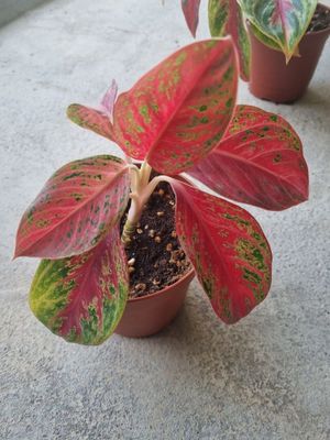 Аглаонема red arzon narxda