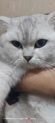 Qiz mushuklarni Vyazkaga taklif etamiz!