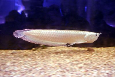 Aravana silver sotiladi