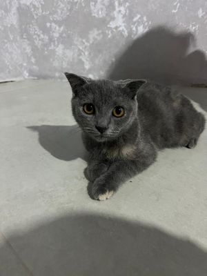 Прожайотса кошка вислоухий девочка