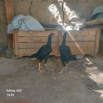 2+1  sotiladi