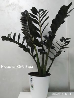 Черный замиокулькас (Zamioculcas Blaсk Raven)