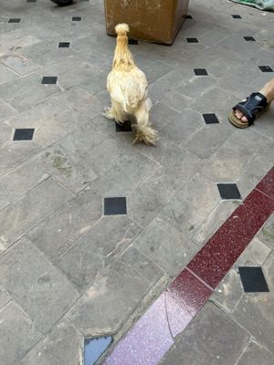 Brama tovuqlari zoti beliy zolota soglom