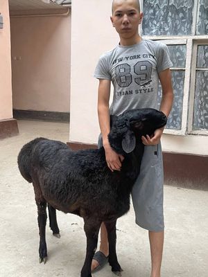 Qoʻyla 40 45 kilodan oshu