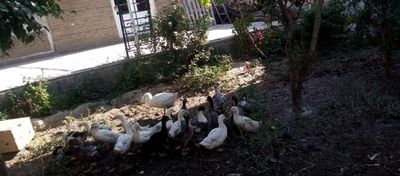 Урдаклар. Сотилади