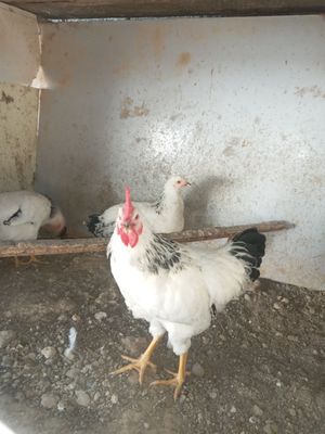 Adler serebristi 3,5 oy lik jojalari sotlad 10ta 180000dan