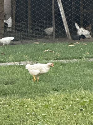 Куры Хайлайн и домашние