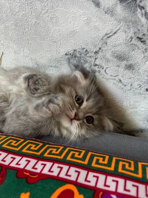 Акилли асал киз мушук боласи сотилади