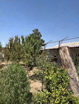 Abay mahalla, Alibek masjid yonidan 10 sotixli xonadon