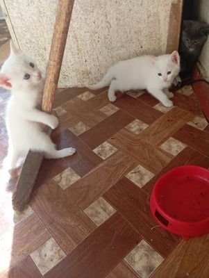 Продаются котята