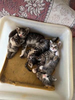 Кошки очень милые