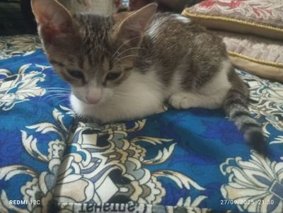 mushuk 3oylik erkak bengal aralash scotsh folt