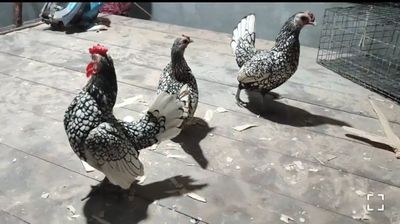 SIBRAYT va FENIKS zotli tovuq tuxumlari