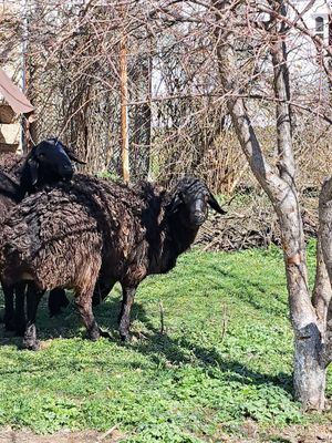 Катта уйда бокилган куй сотилади