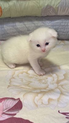 Продаётся британские кошки