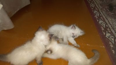 Пародистые котята чисто сиамские