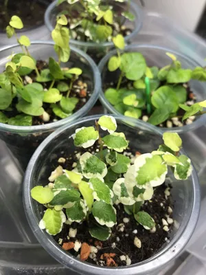 Продам 2 вида фикус Пумила!