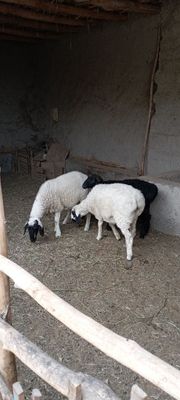 Boqilgan qoʻylar sotiladi