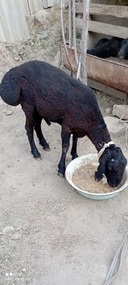 Кучкорлар, она куй хам бор