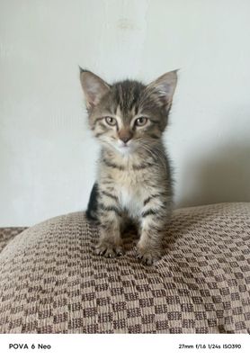 Котята 2 месяца, просто так в хорошие руки