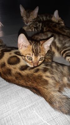Продаются чисткровные бенгальские котята