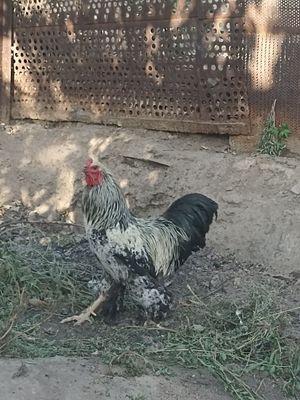 Brama Xo'roz Sotiladi