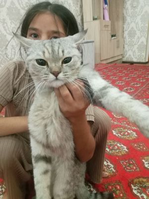 Mushuk judayam zoʻr hech qanday aybi yoʻq