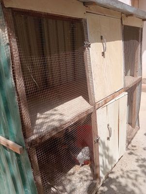 Товук катак сотилади