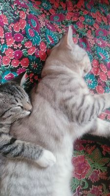 Мушуклар сотилади