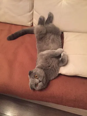 Skottish fold bonuslari bn