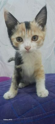 кошка красавица