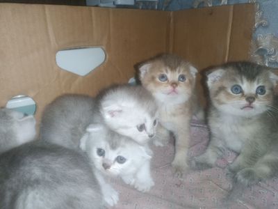 Котята скотиш+шиншилла.