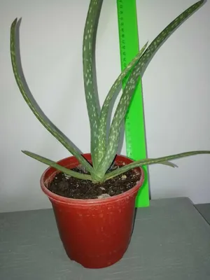 Эурфобия, каланхое цветущий, юкка, кампсис