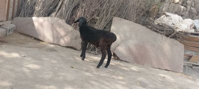 Соглом Кузи кучкор сотилади