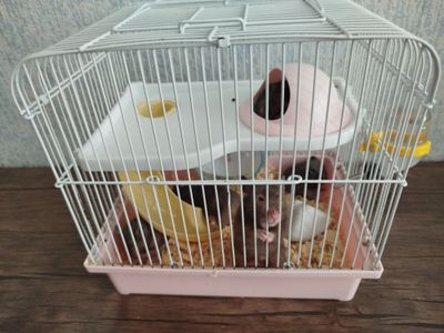 хомяки с клеткой