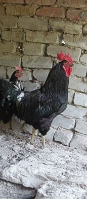 Gigant qorashaxzoda xõroz