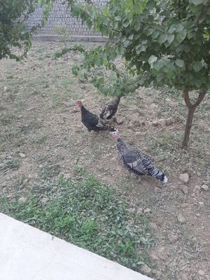 Sog'lom uyda o'stirilgan kurkalar sotiladi