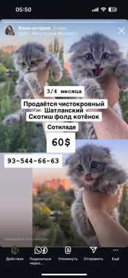 Продается котёнок