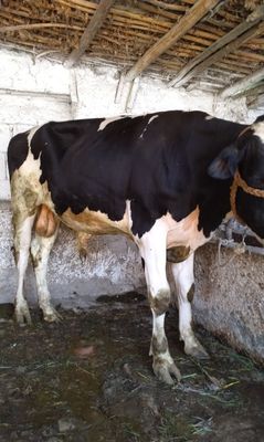 Zottor buqa sotilad.